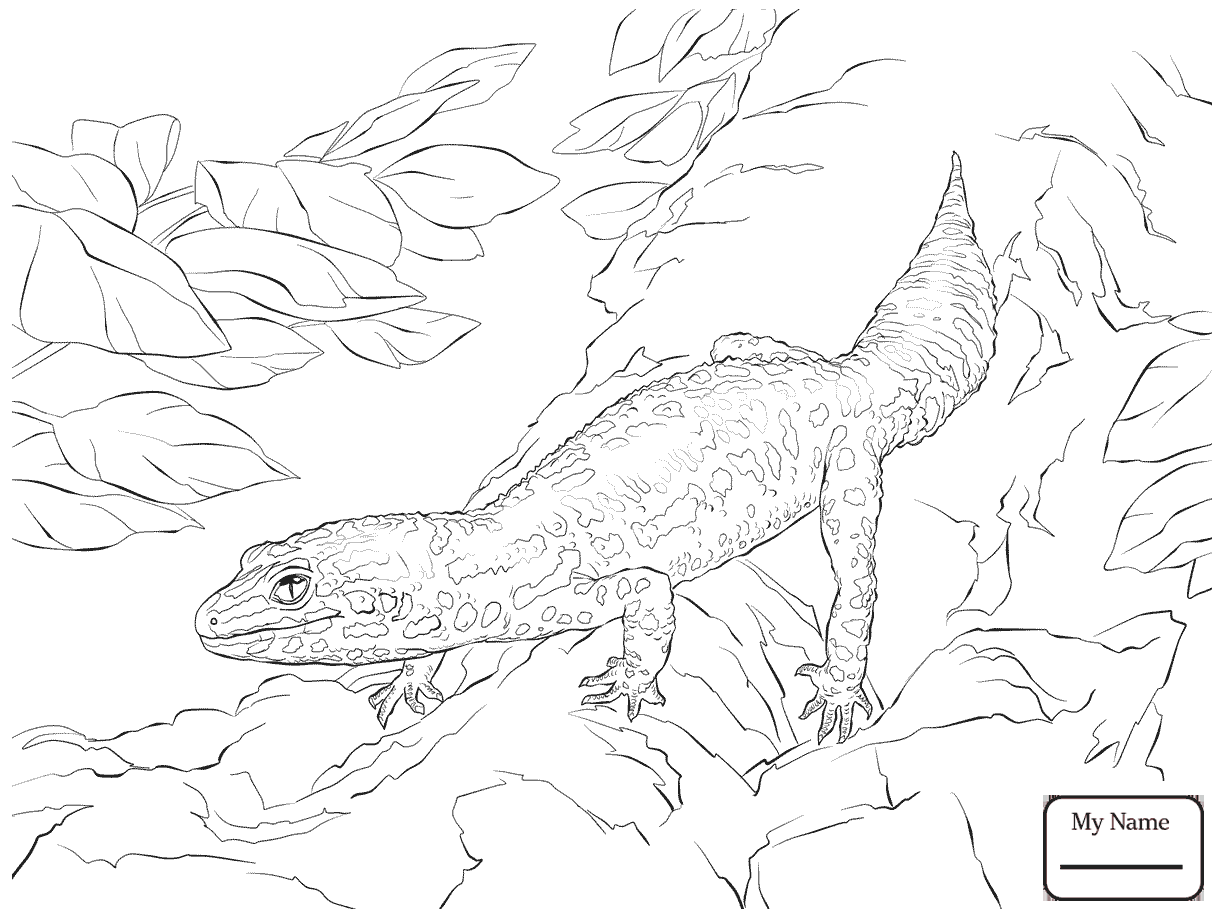 1224x918 Leopard Gecko Drawing