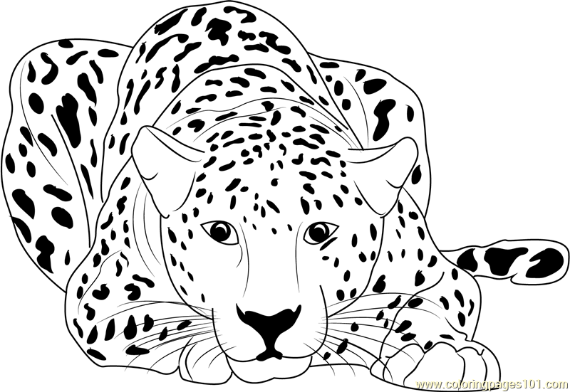 800x551 Cheetah Print Coloring Pages Cheetah Coloring Pages Printable