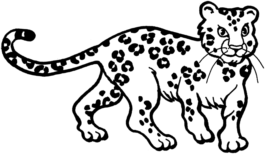 900x524 Leopard