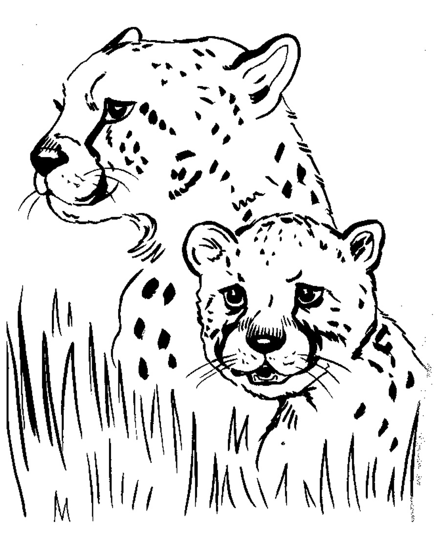 900x1101 Cheetah Coloring Pages