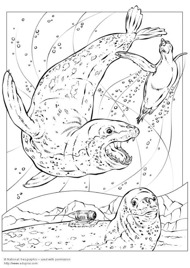 620x875 Coloring Page Leopard Seals