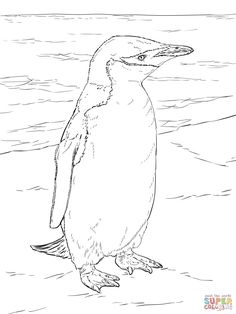 236x314 Leopard Seal Coloring Page Books Worth Reading