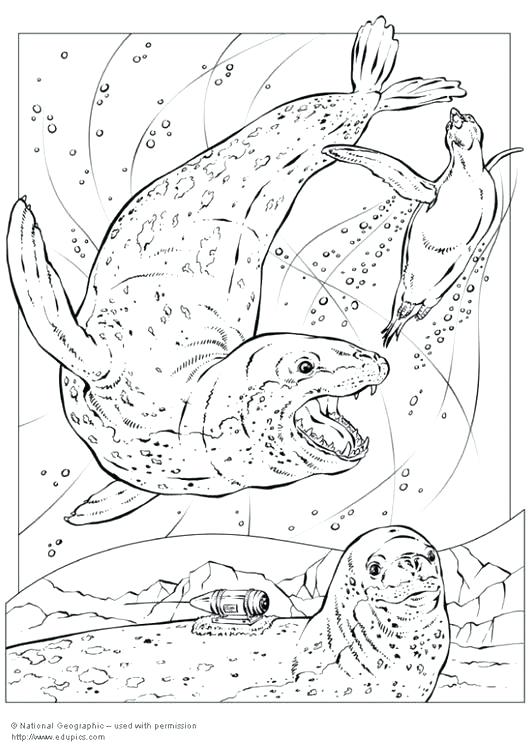 531x750 Leopard Seal Colouring Pages Coloring Page Seals Picture Free
