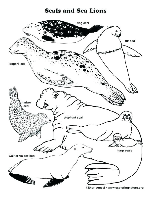 612x792 Monk Seal Colouring Pages For Kids Preschool And Kindergarten