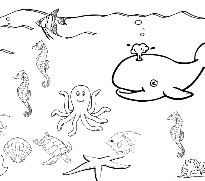 678x600 Sea Lion Coloring Page Leopard Seal Coloring Pages Coloring Pages