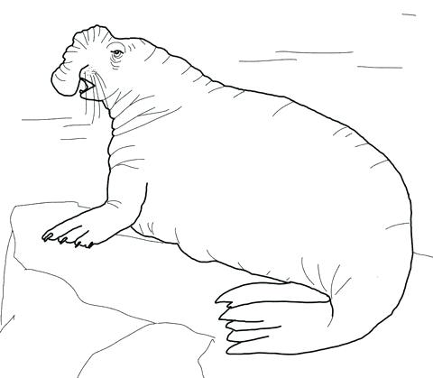 480x419 Seal Coloring Pages Coloring Pages Of Seals Leopard Seal Coloring