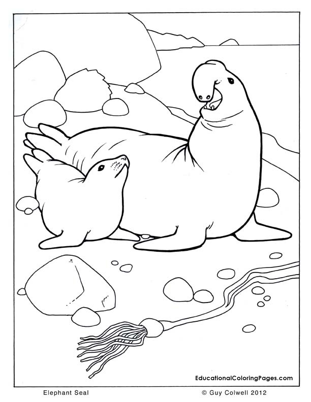 612x792 Seal Coloring Pages Inspirational Leopard Seal Coloring Pages