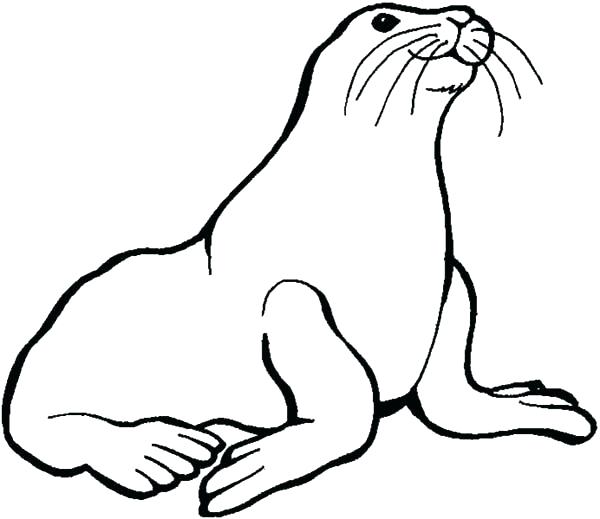 600x519 Seal Harbor Coloring Page Harbor Seal Coloring Sheets