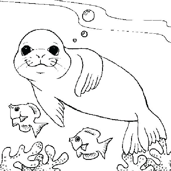 583x584 Seals Coloring Pages