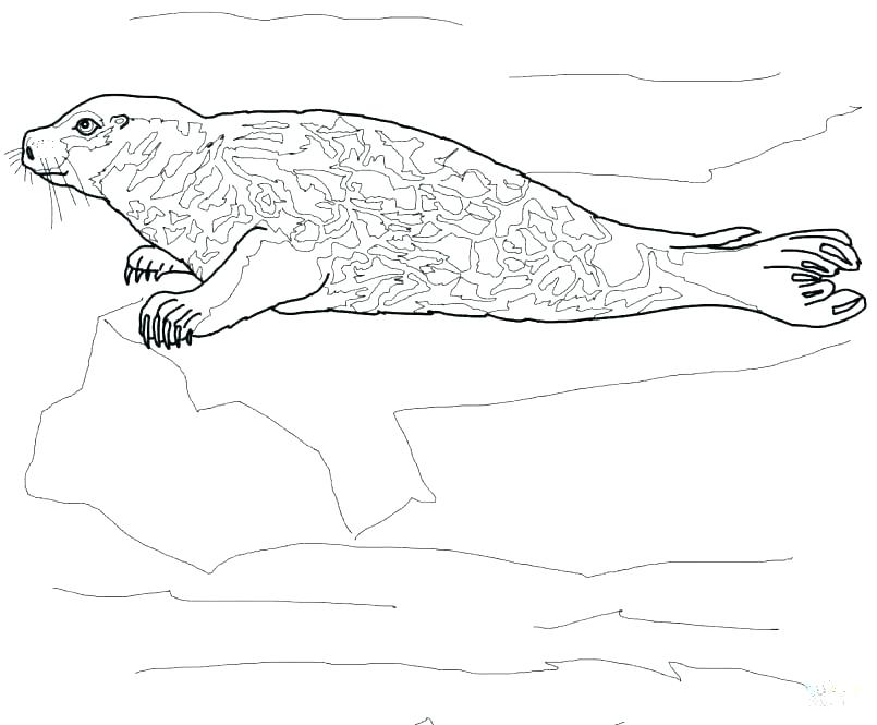 805x665 Baby Seal Coloring Pages Leopard Coloring Pages Leopard Seal