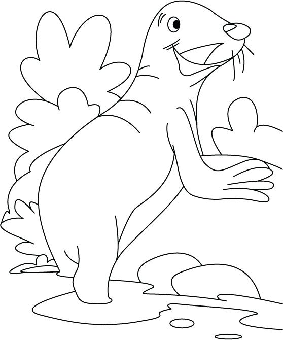 558x670 Baby Seal Coloring Pages Leopard Seal Coloring Pages Pin Leopard