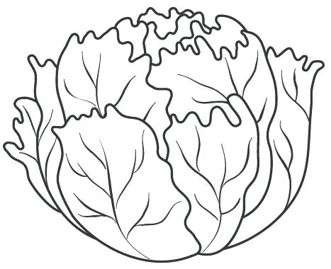 467x380 Lettuce Coloring Page Romaine Lettuce Coloring Page Lettuce Leaf