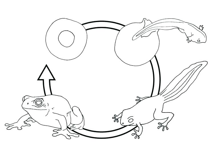 750x531 Coloring Pages Frog Life Cycle Of A Frog Coloring Page Coloring