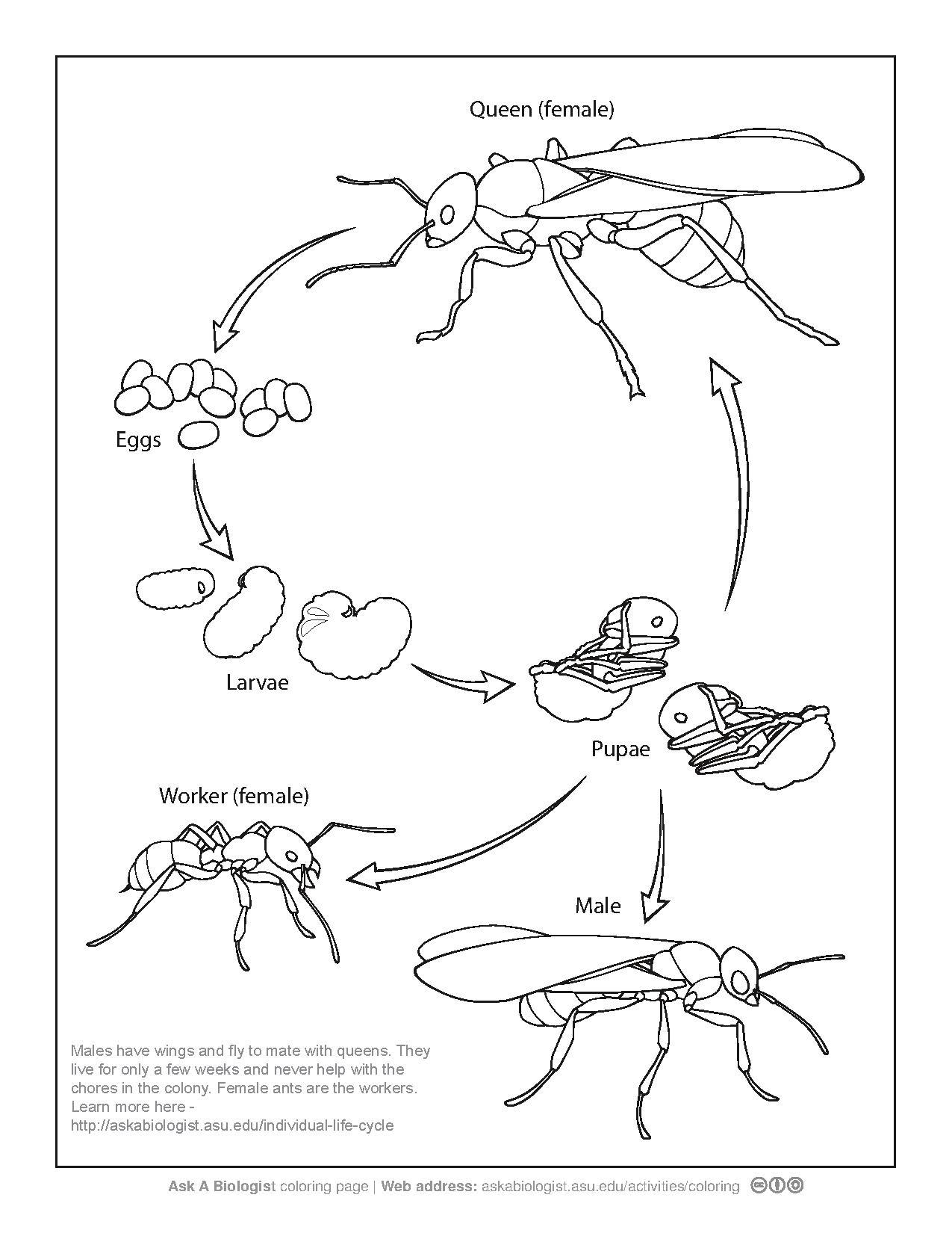 1275x1650 Ant Life Cycle Coloring Page Pdf