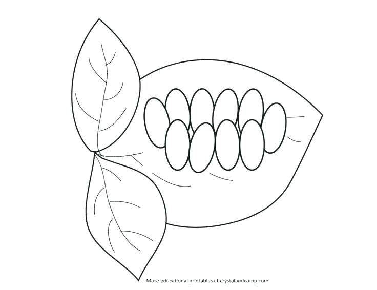 736x566 Plant Life Cycle Coloring Page Plant Life Cycle Coloring Page