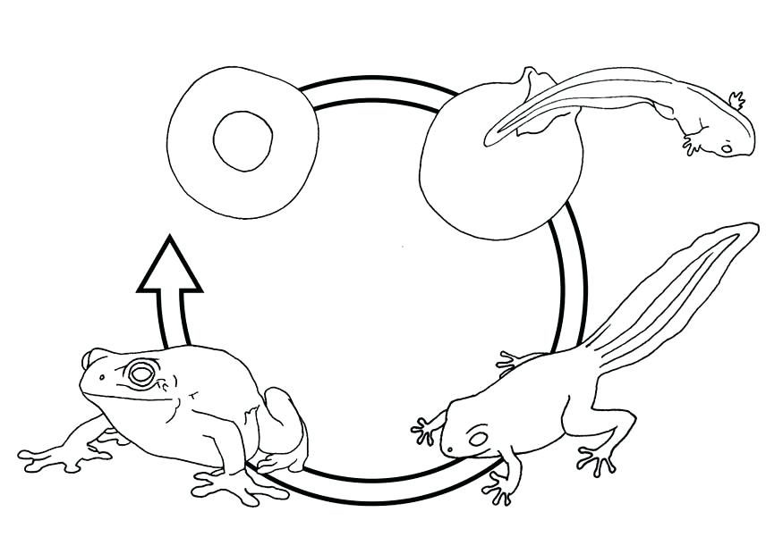 875x620 Frog Life Cycle Coloring Page