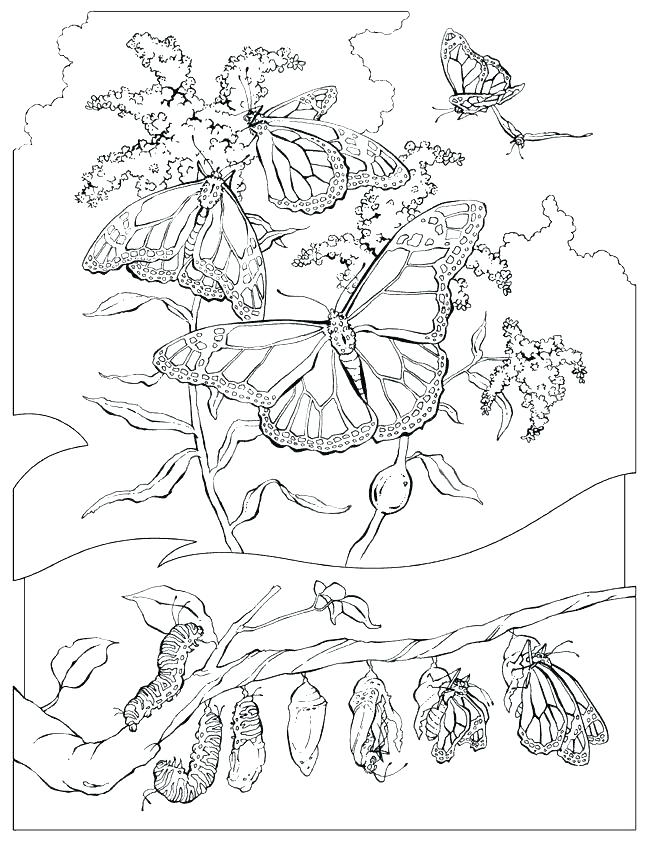 650x841 Beautiful Butterfly Coloring Pages Monarch Butterfly Life Cycle