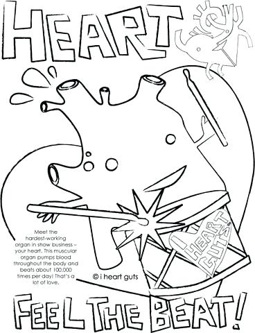 368x480 Life Science Coloring Sheets Heart Page I Guts Large Fuhrer Von
