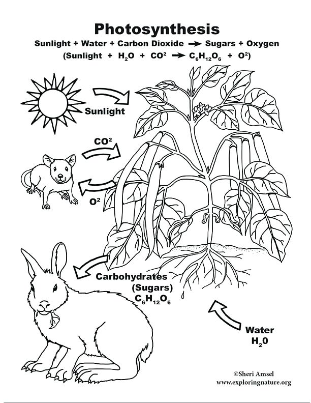 612x792 Photosynthesis Coloring Page Epic Life Science Coloring Pages