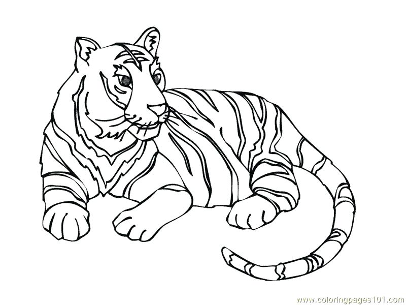 800x600 Enchanting Liger Coloring Pages Image Collection