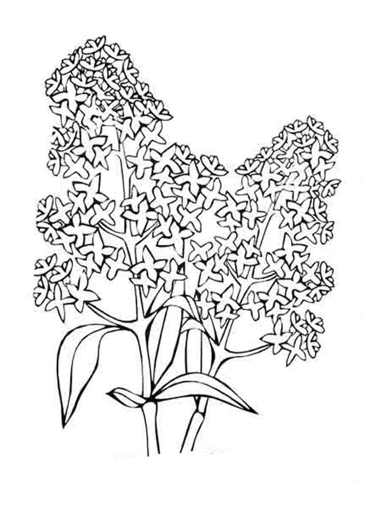 750x1000 Lilac Flower Coloring Pages Download And Print Lilac Flower