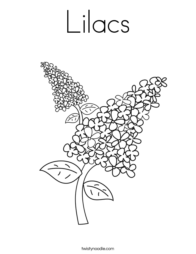 685x886 Lilacs Coloring Page