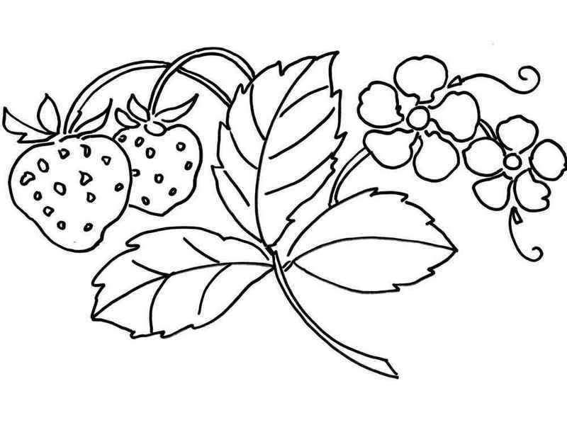 800x600 Strawberry And Leaves Coloring Page Fruit Coloring Page
