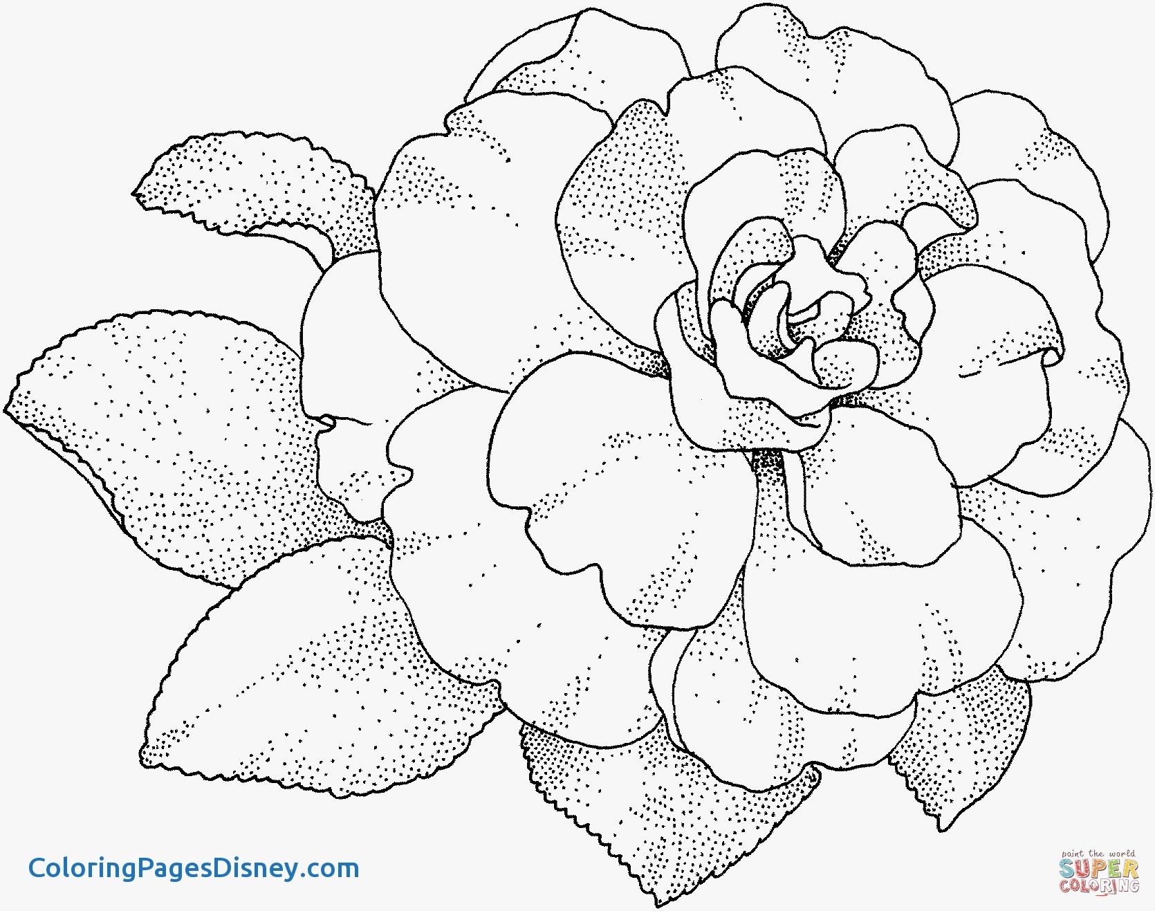 1670x1317 Syringa Lilac Coloring Pages Luxury Camellia Flower Coloring Page