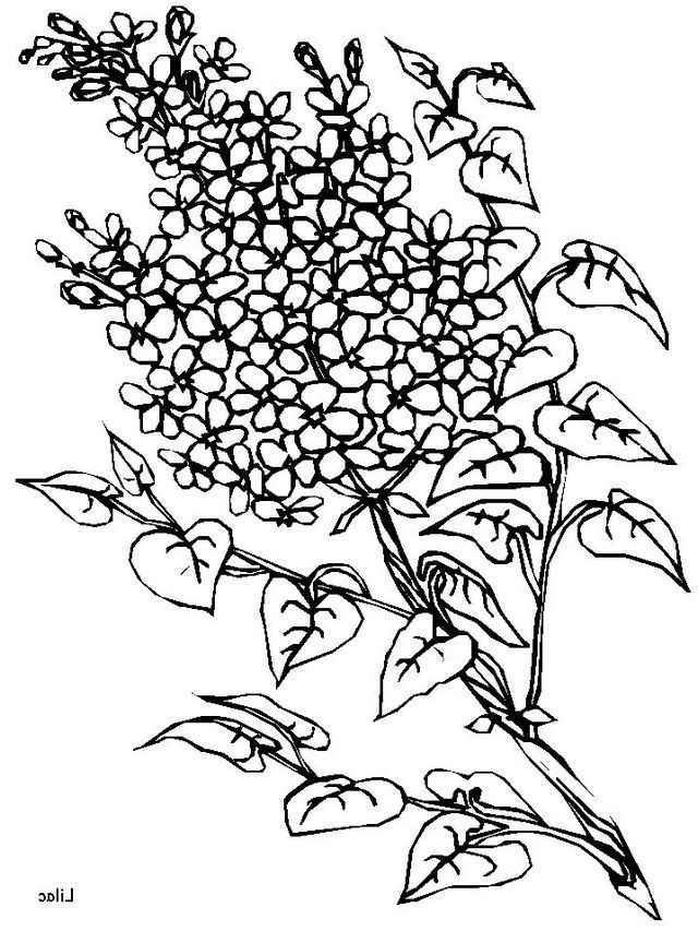 640x853 Lilac Flowers Coloring Pages Forever Coloring