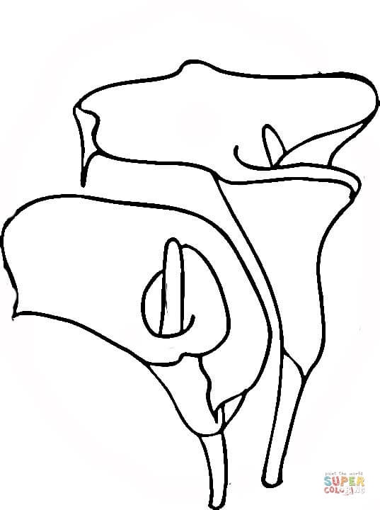 537x720 Lily Coloring Pages New Easter Lily Coloring Page Kids