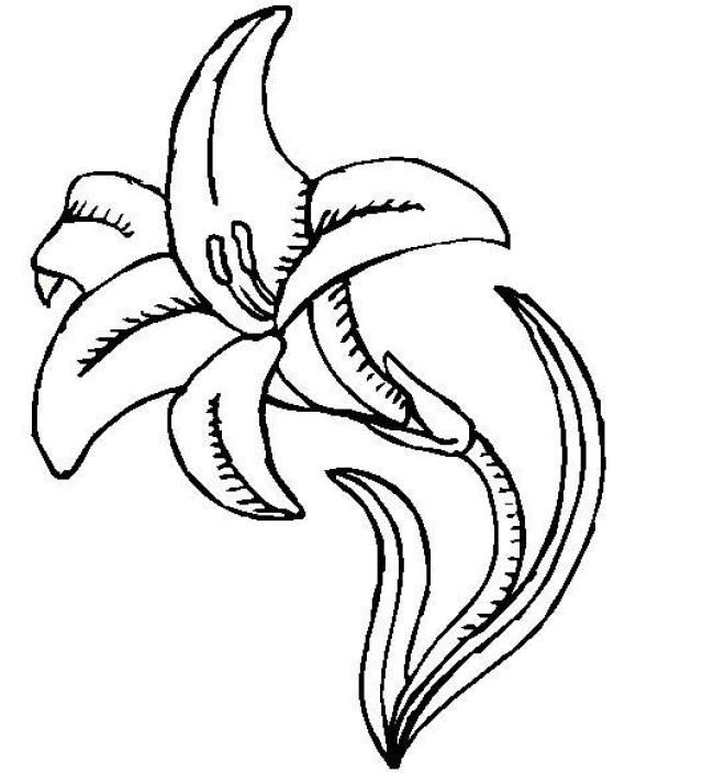 640x704 Lily Coloring Pages Printable Art For Crafts