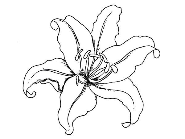 600x450 Lily Flower Coloring Page
