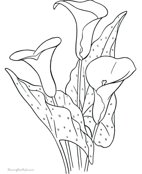 474x580 Lily Pad Coloring Page Lily Coloring Pages As Well As Water Lilies