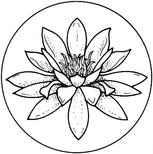 524x525 Water Lily Coloring Page To Use As An Embroidery Pattern