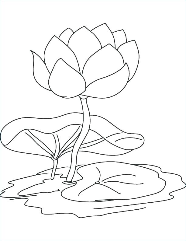 612x792 Lily Coloring Pages