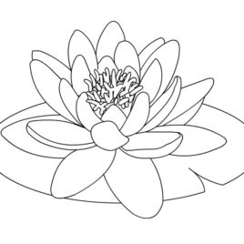 268x268 Coloring Pages Water Lily Kids Drawing And Coloring Pages