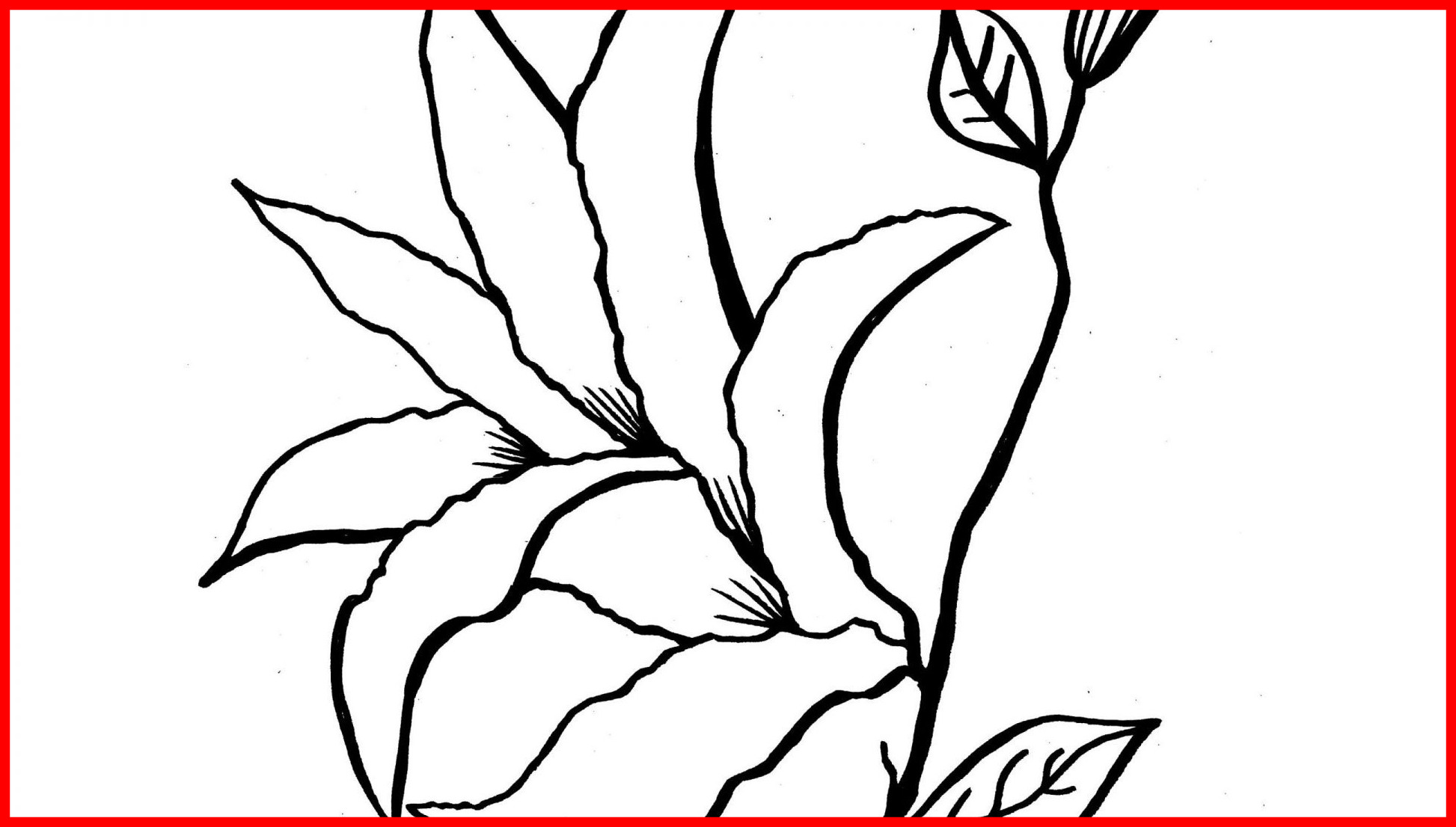 1946x1106 Easter Lilies Coloring Page Fancy Lily Pad Flower Coloring Pages