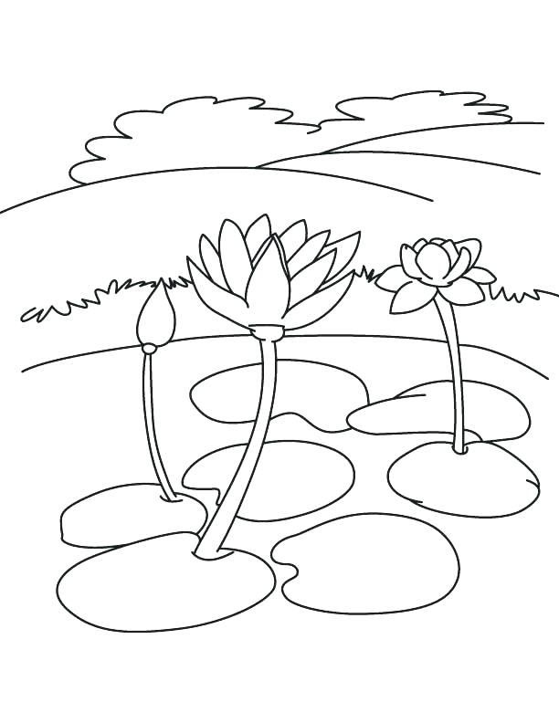 612x792 Lily Flower Coloring Pages Coloring Pages Coloring Pages Beautiful