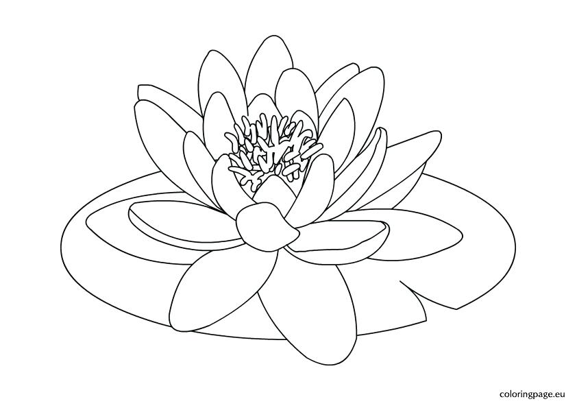 842x595 Lily Pad Coloring Page For Kids Water Lily Flower Drawing