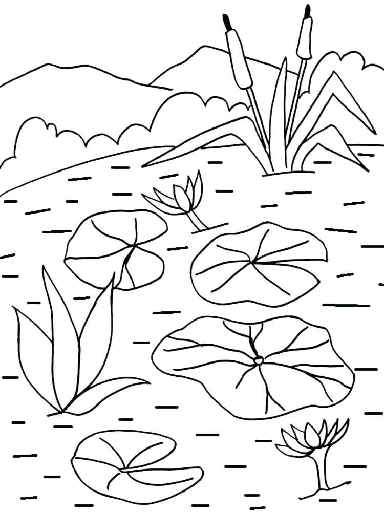 750x1000 Lily Pad Coloring Page Water Lily Flower Coloring Pages Free