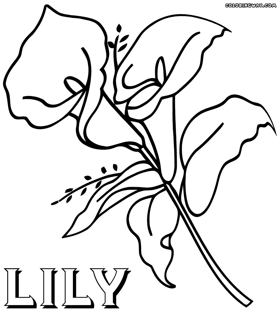 895x1000 New Lily Flower Coloring Pages Gallery Printable Coloring Sheet