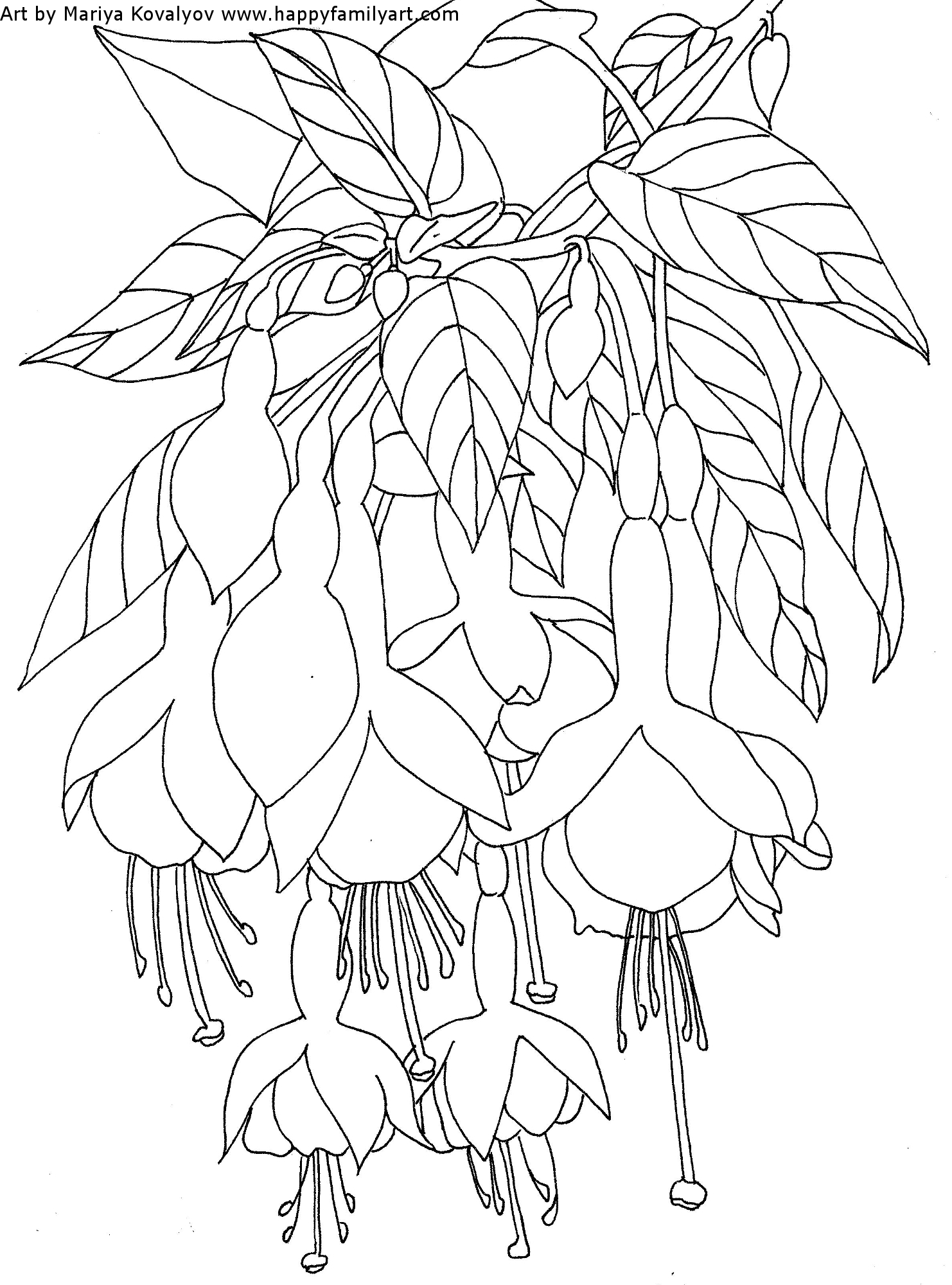 1482x2000 Best Of Flower Coloring Pages Fuchsia Water Lily
