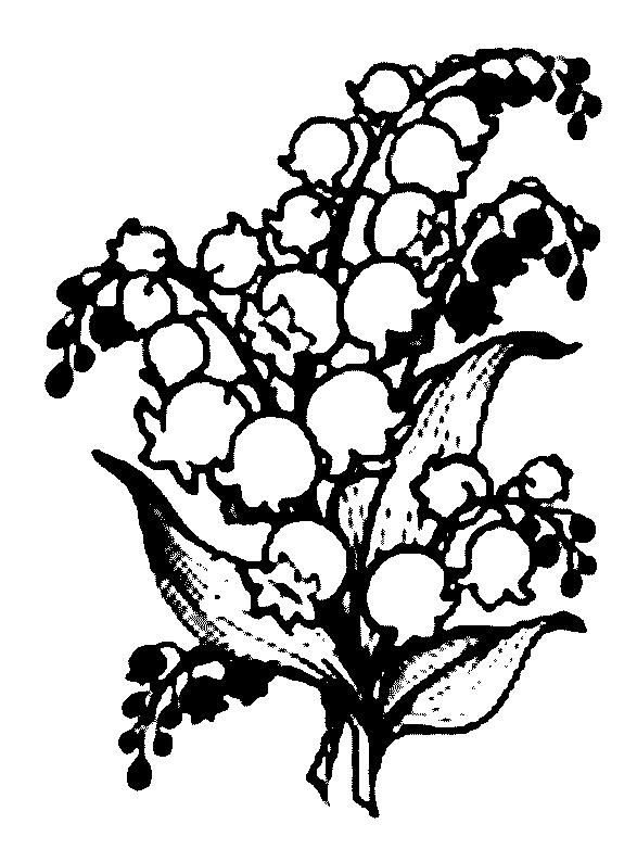 587x794 Lily Of The Valley Coloring Page