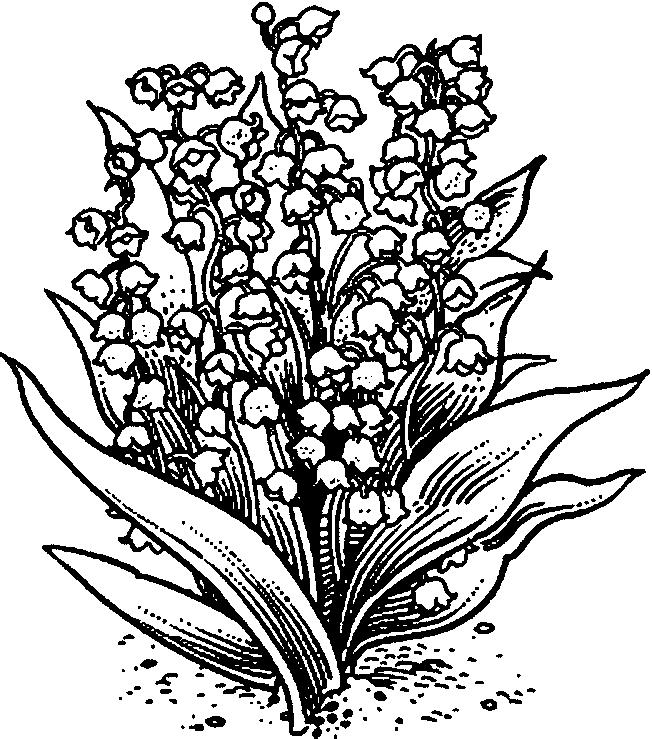 652x739 Lily Of The Valley Coloring Page