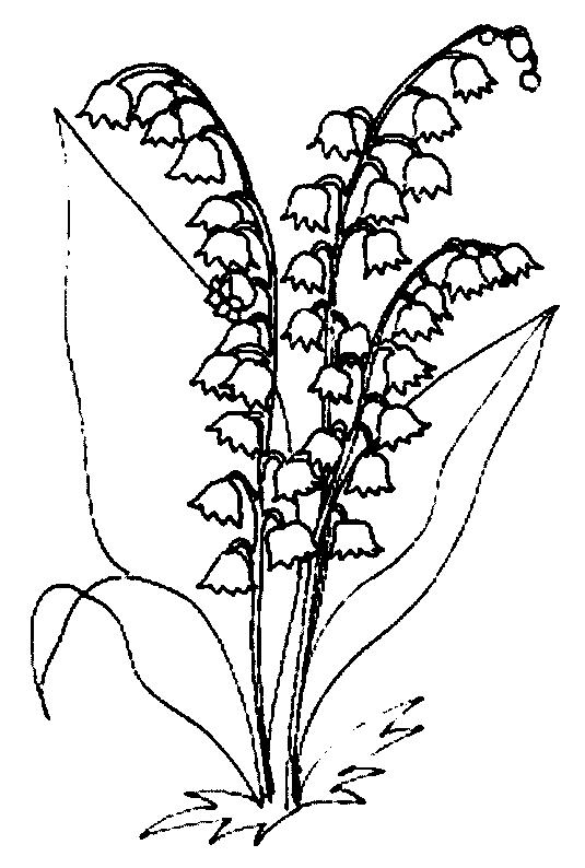 535x794 Lily Of The Valley Coloring Page