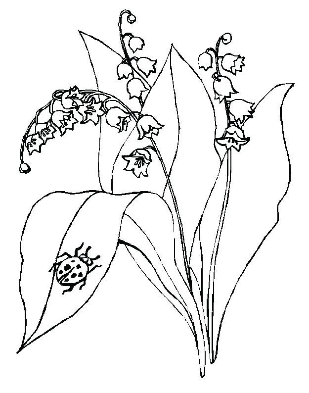 625x794 Lily Of The Valley Coloring Page Fuhrer Von