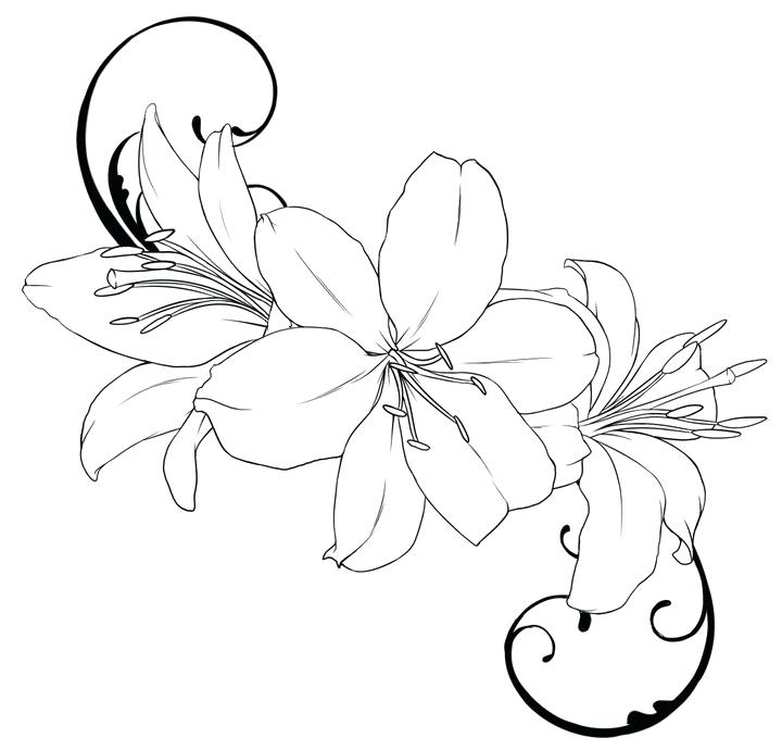 720x690 Calla Lily Coloring Pages Water Lily Coloring Page Calla Pages