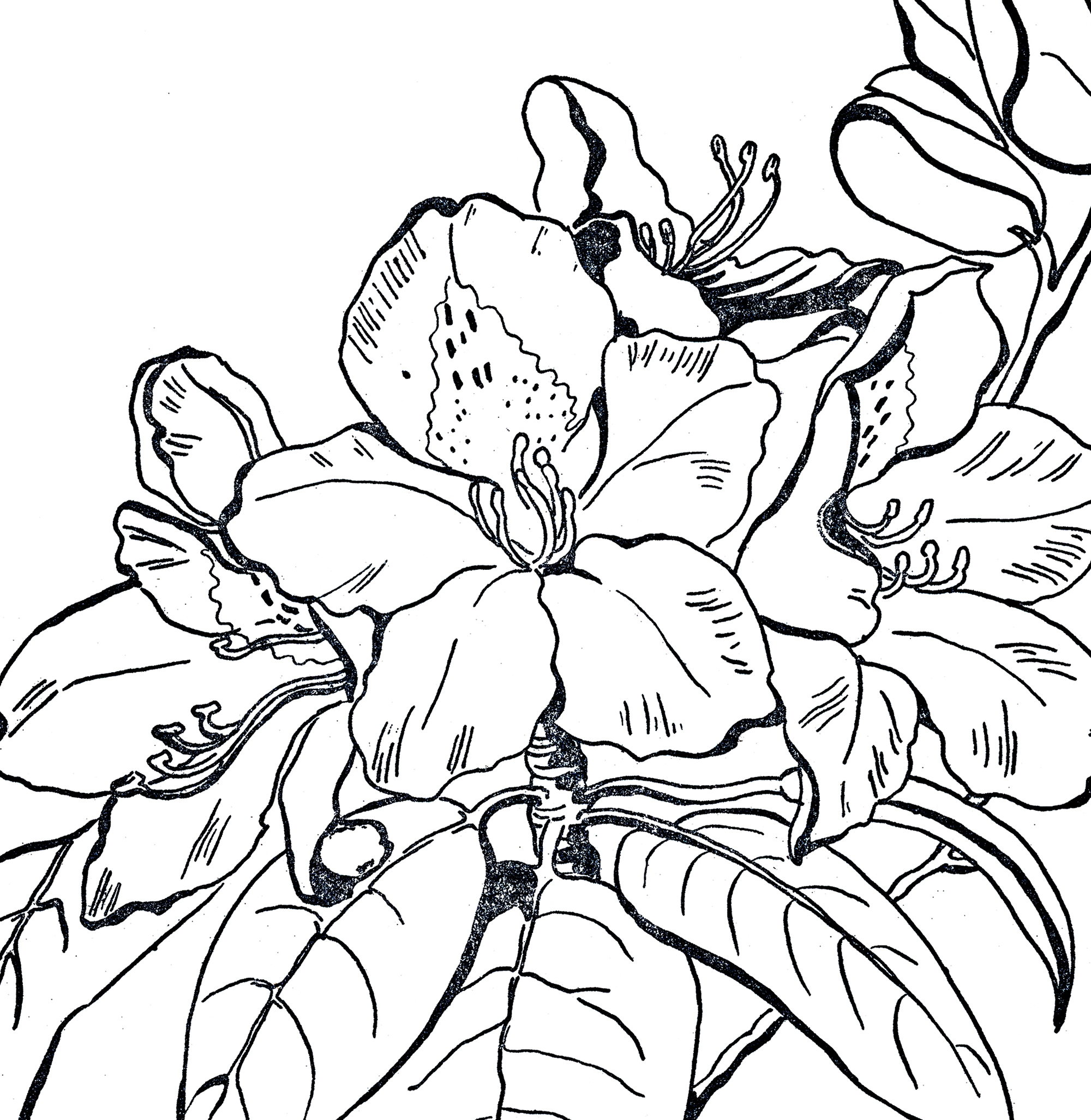 2000x2054 Rhododendron Line Art