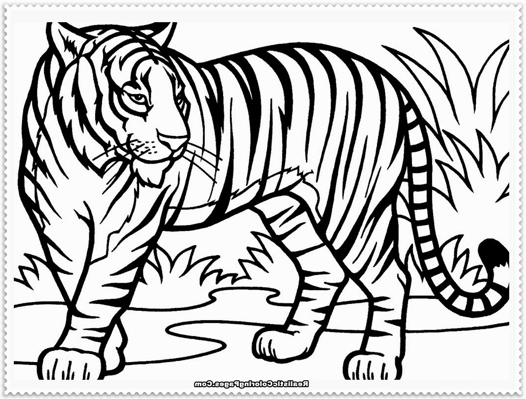 1066x810 Lion And Tiger Coloring Page Tiger And Lion Coloring Pages