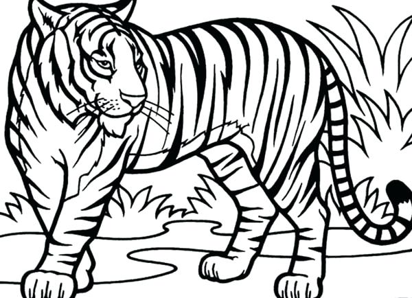 600x434 Tiger Coloring Pages Tiger Coloring Pages Intricate Art For Adults